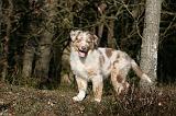 BERGER AUSTRALIEN PUPPIES 631